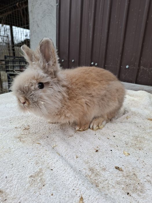 Vând iepuri Rex pitic si Cap de  leu