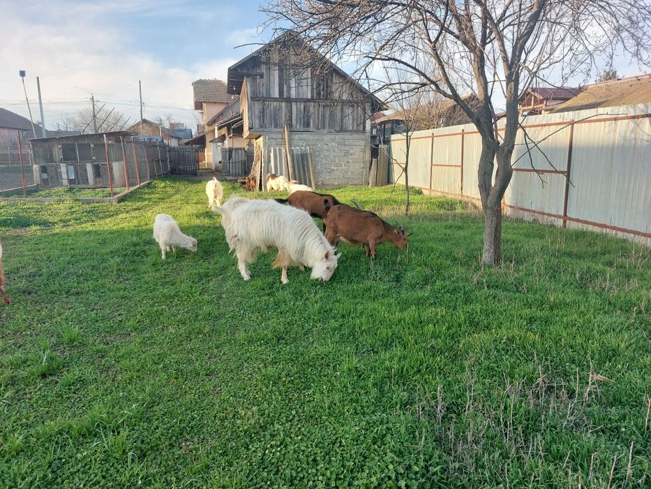 Tapi pt.monta sau sacrificare vârstă un an jumate