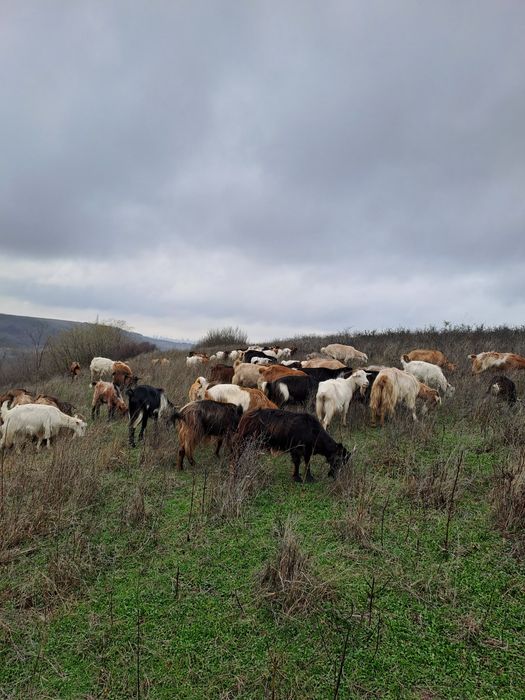 Vând capre gestante.