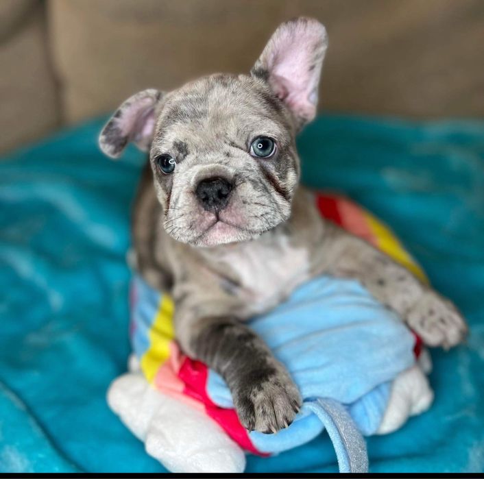Bulldog Francez Merle