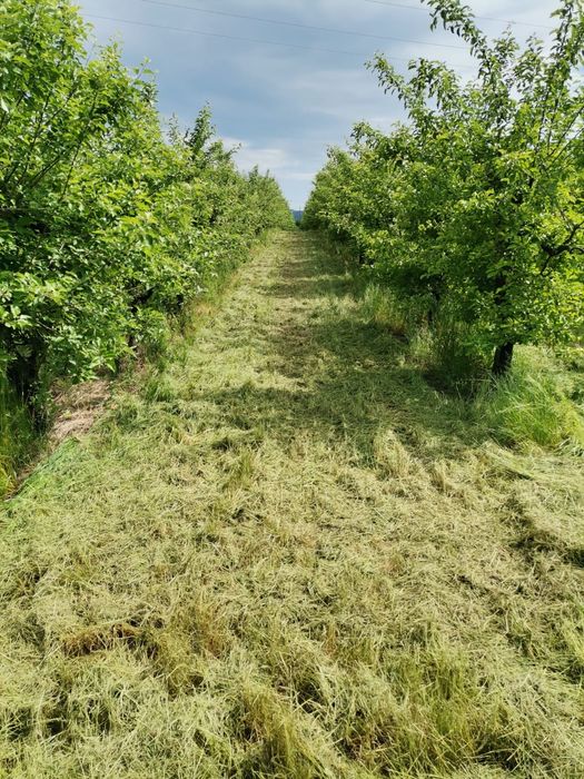 Teren intravilan cu pomi fructiferi – Loc de casă perfect