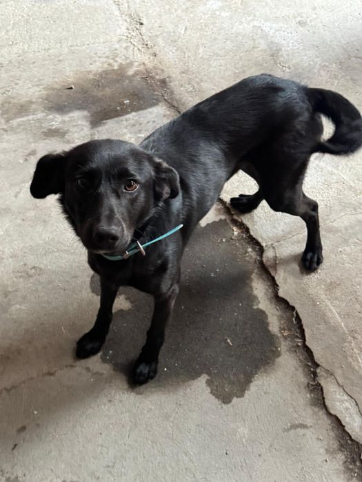 Donez caine Labrador mix