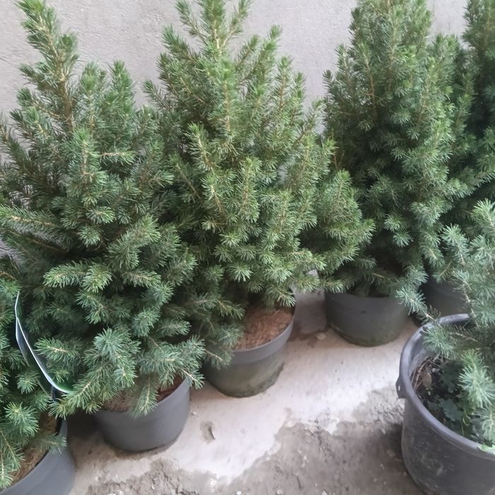 Можжевельники разных видов