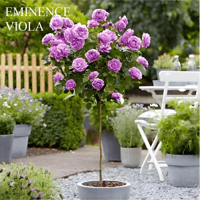 Nuci chandler.Aluni.Nuc negru.Forestier.Stejar.Paulownia.Plantare.>RO