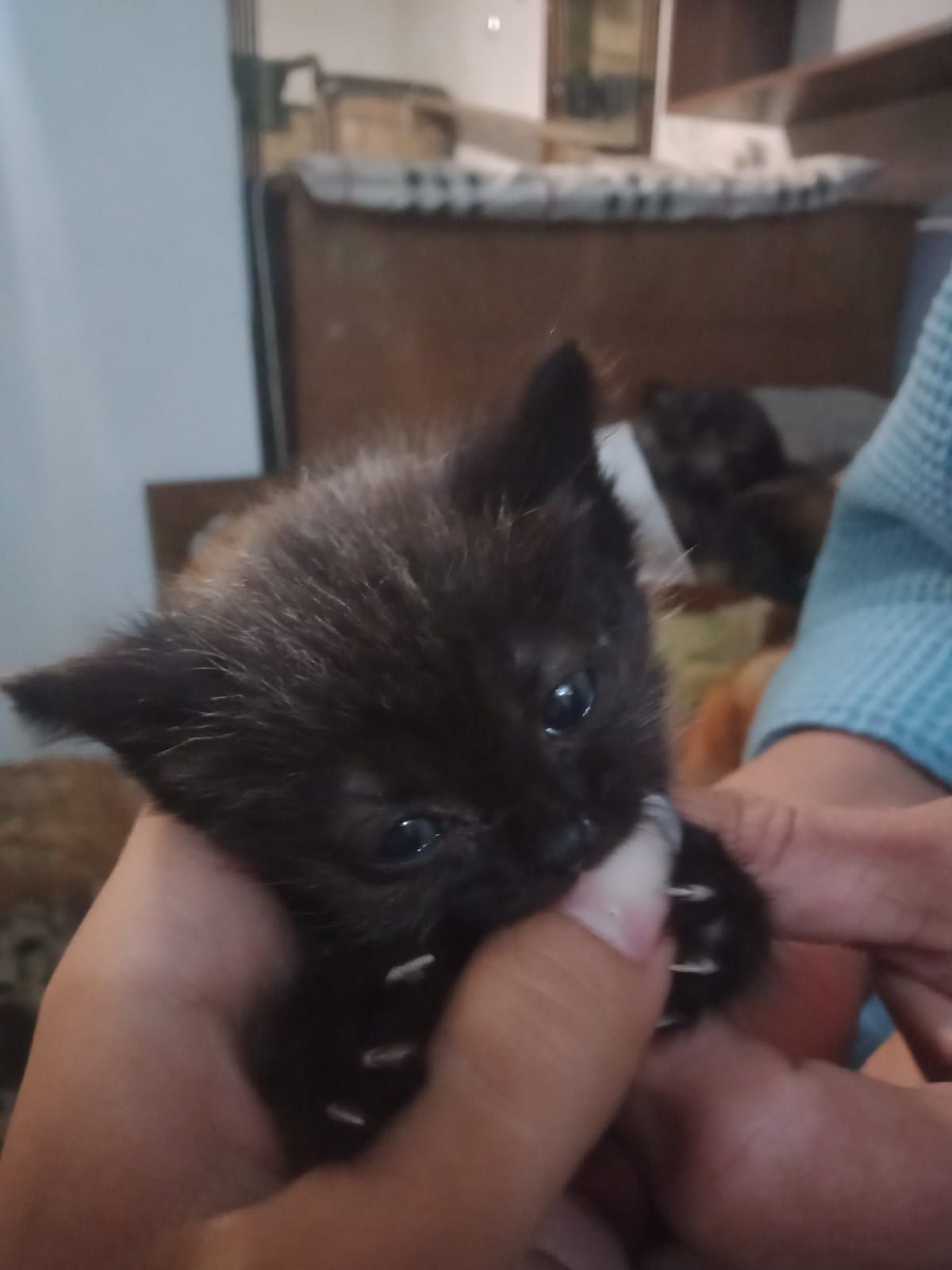 Котята даром отдам