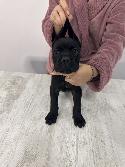 Cane corso cu pedigree!!