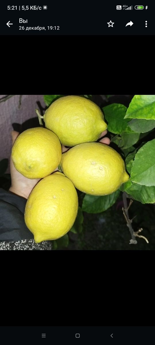 Лимон саженцы гарантия плодоношения