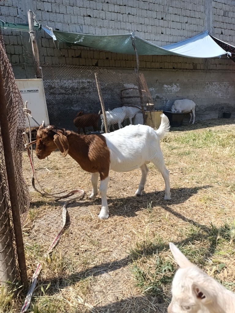 Zotdor echkilar.
