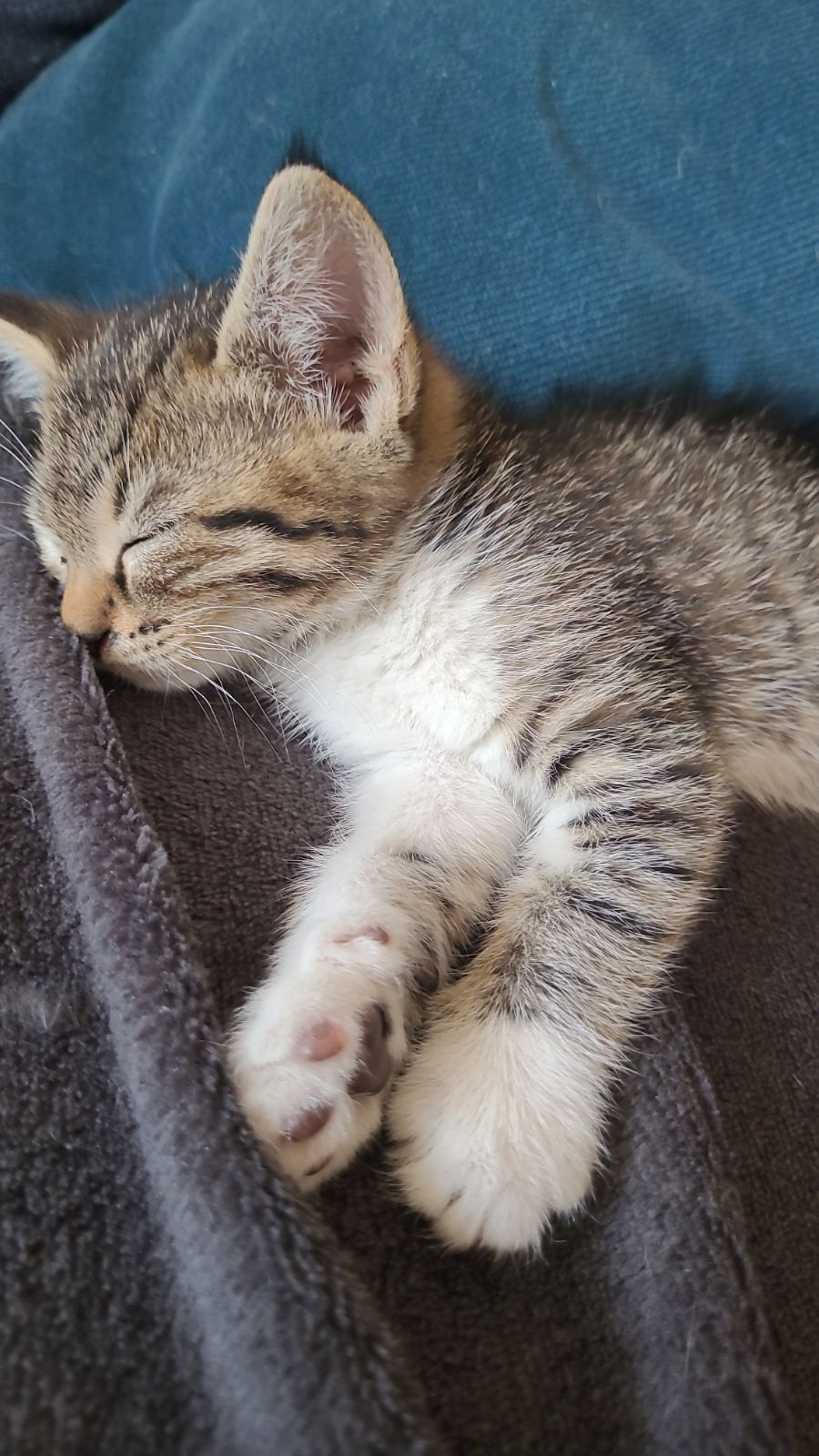 Малко коте  Подарявам