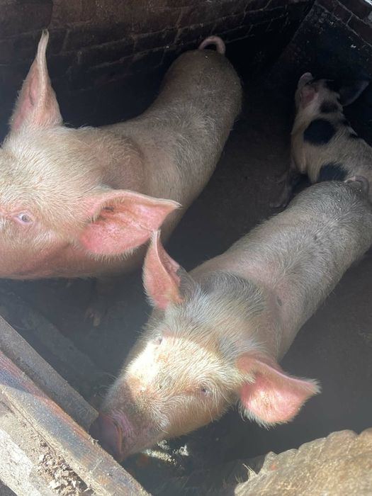 Продавам прасета