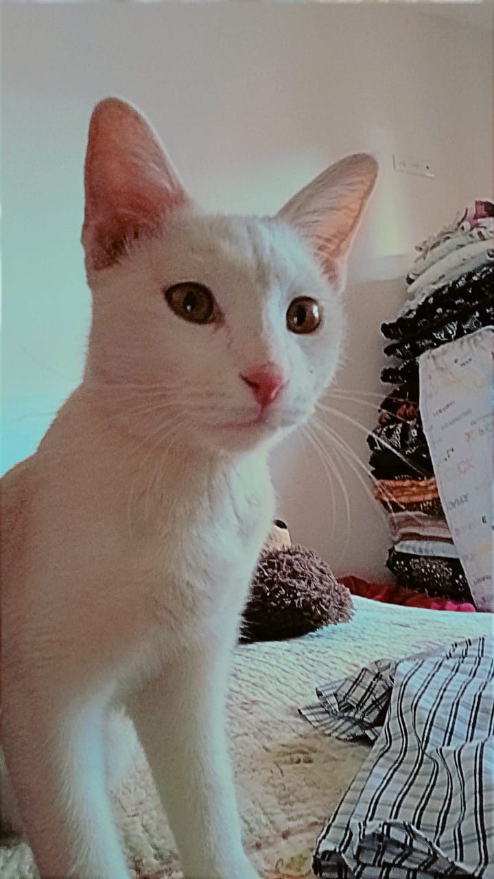 Домашняя умный кошка