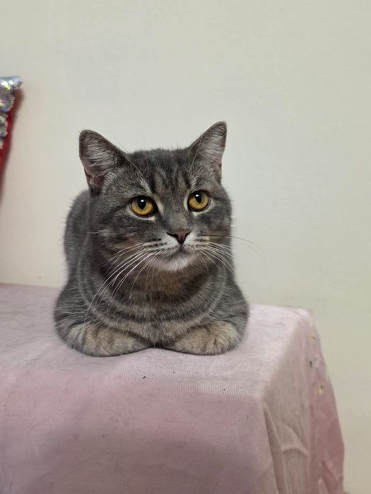 Отдам  кошечку СТЕРИЛЬНУЮ 10  месяцев