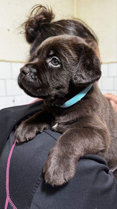 Pui Labrador Retriever