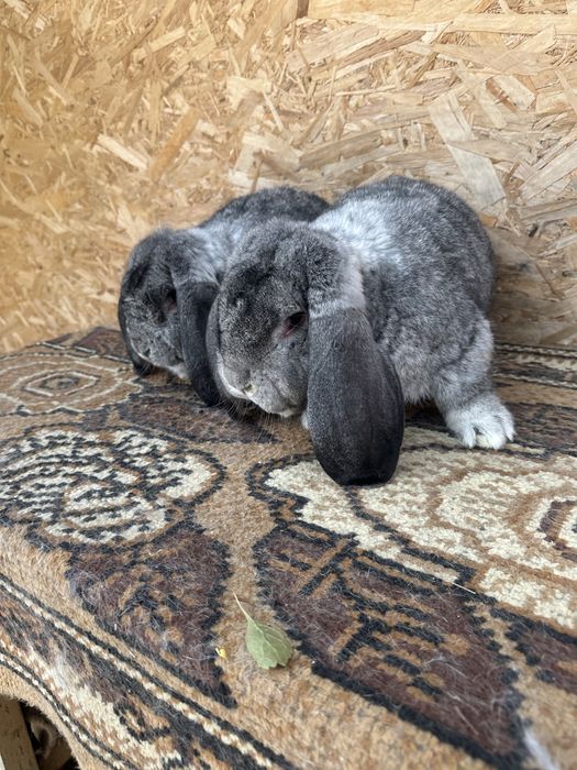 Iepuri berbec german