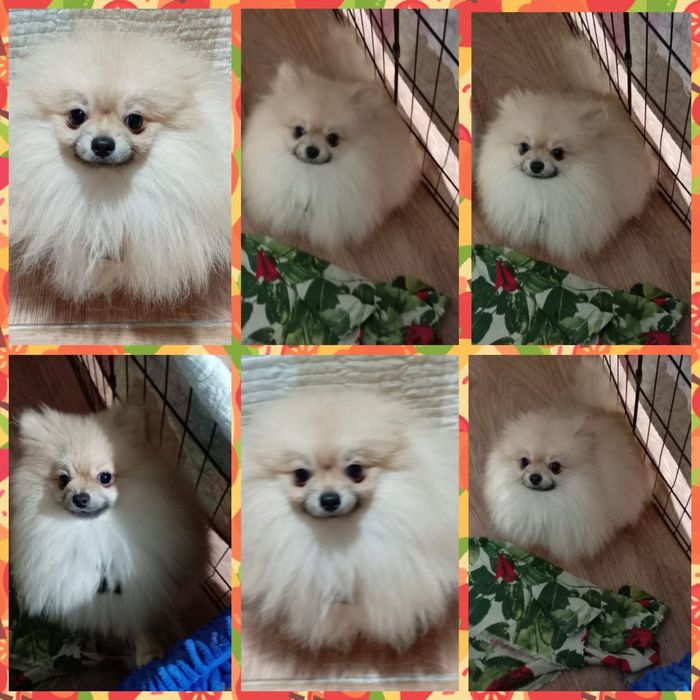 Предлагается к вязке кобель померанского шпица миник, beibi feis