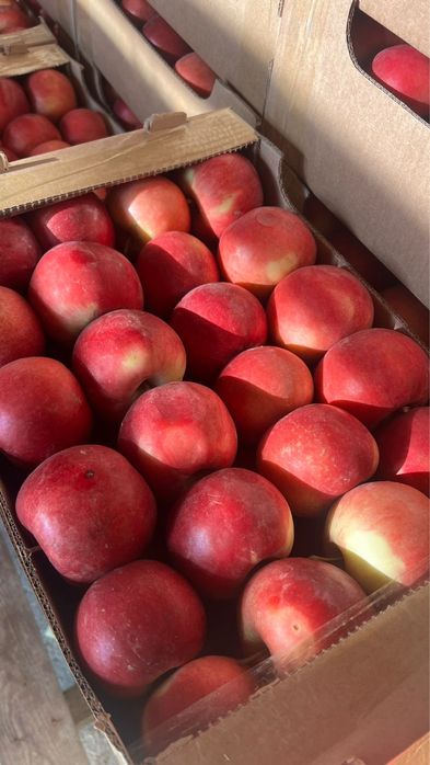 Яблоки айдарет,