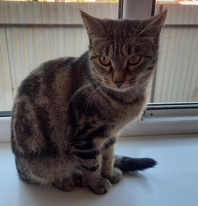 Кошка с бенгальскими корнями