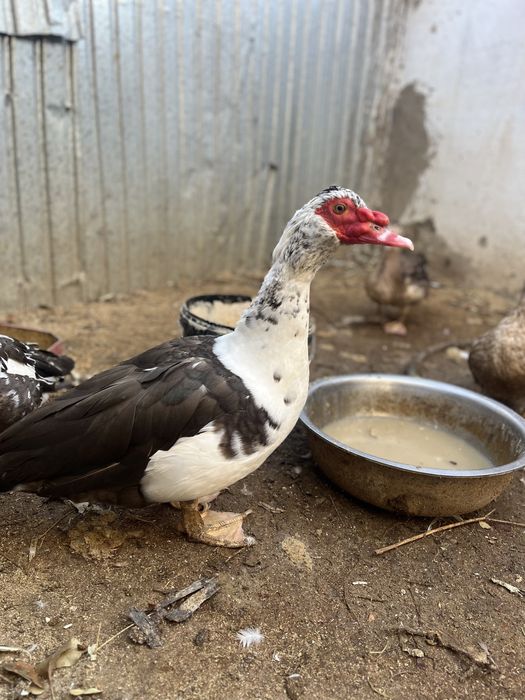 Индоутка продается срочно