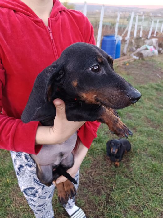 Teckel mascul 6 luni