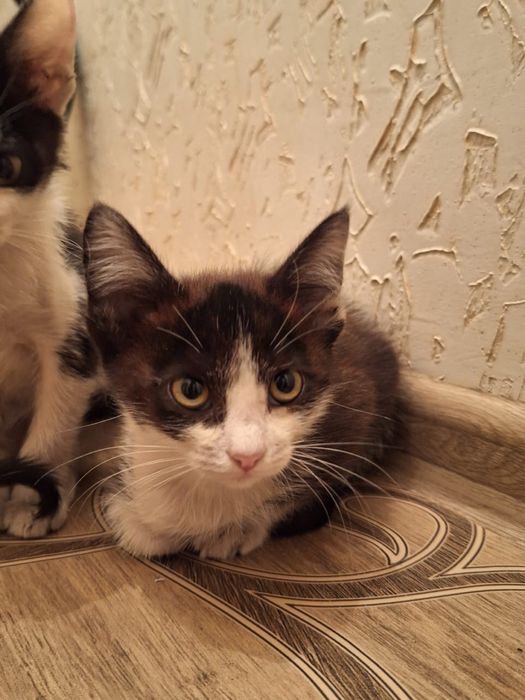 Отдам котенка в хорошие руки