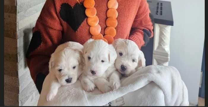 ofer spre adoptie 3 pui catel (masculi) Bichon maltez