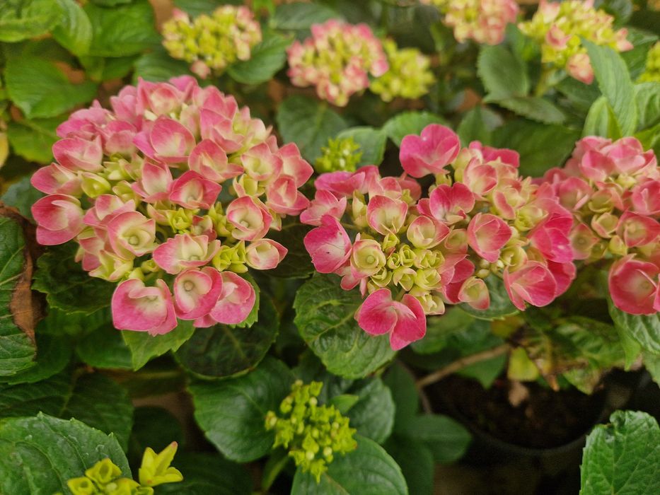 Hortensie  ''Adria''  Hydrangea