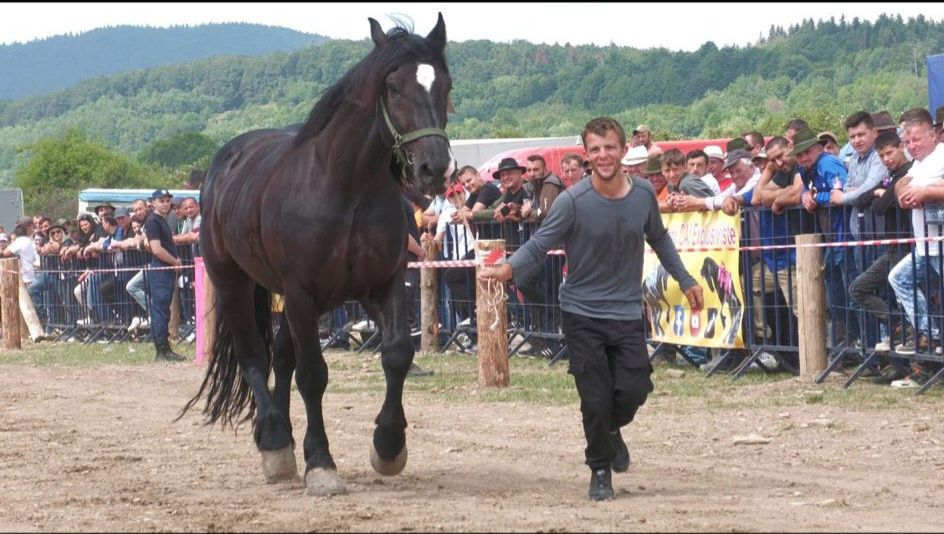 Cal de vânzare de 5 ani