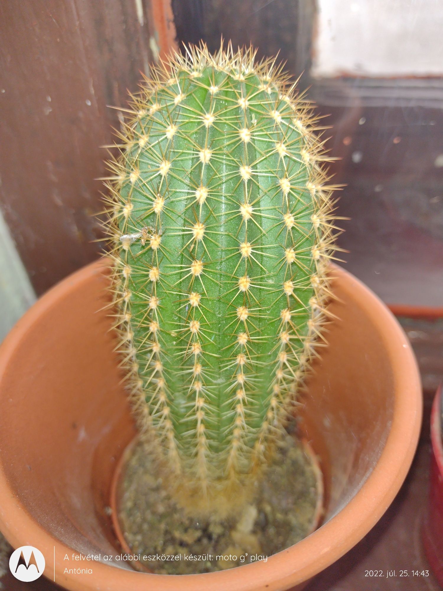 plante decor Cactus