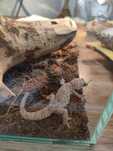 Reptila Geko Leopard 13 cm