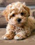 Maltipoo Băiat Apricot
