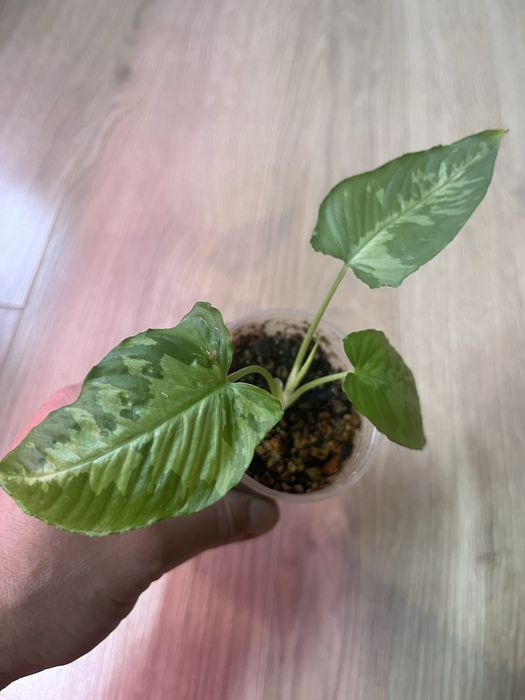 Шизматоглоттис молодое растение