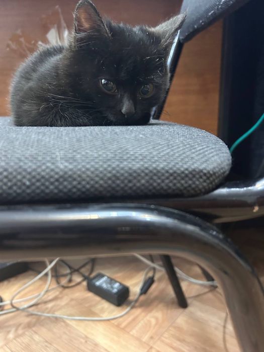 Отдам черного котёнка в добрые руки