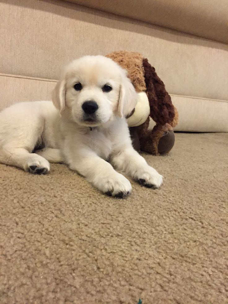 Vând cățel de Labrador Retriever
