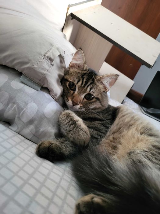 Отдам породистого кота