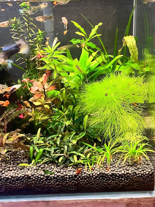 Tayyor akvarium baliqlar bilan