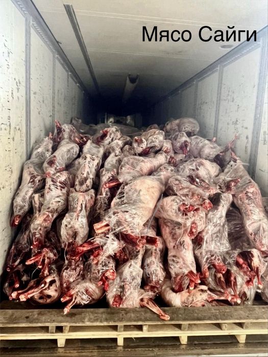 Туша сайгака ( сайги)