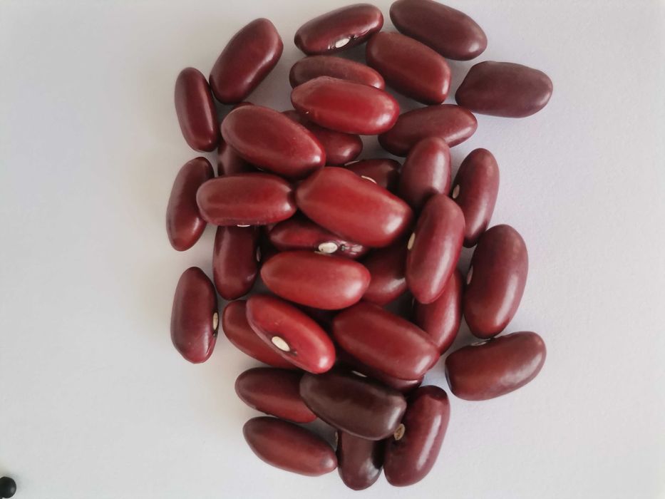 Fasole roșie Argentina