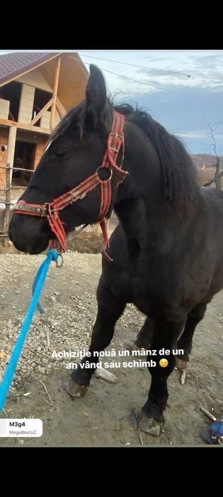 Vand manz de 1 an și 3 luni vand sau schimb