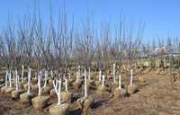 Саженцы  крупномеры плодовых деревьев у питомника. Яблоня Белый Налив