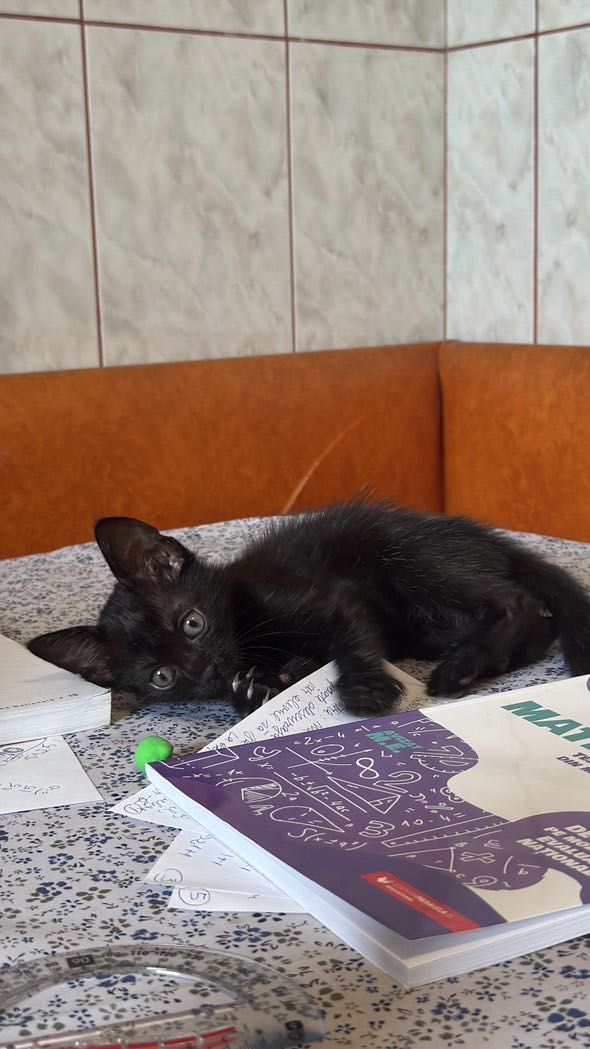 Pisicuțe spre adoptie