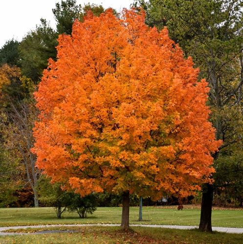 Arțarul de zahar si arborele de guma
