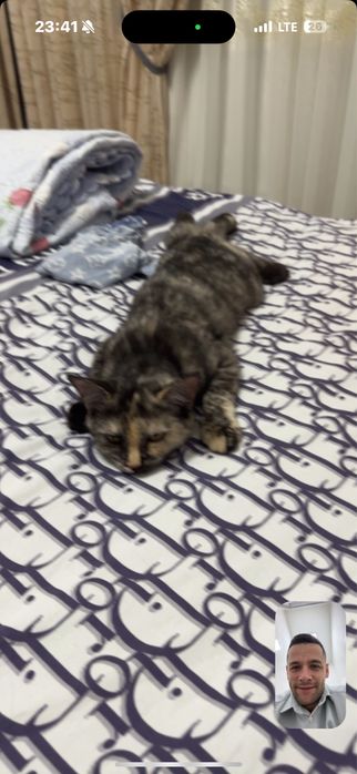 Продам кошку. Дома малыш из за этого не могу держать кошку дома……………..