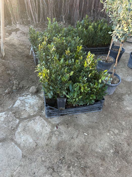 Дафинов лист - във всяка саксия има по няколко корена