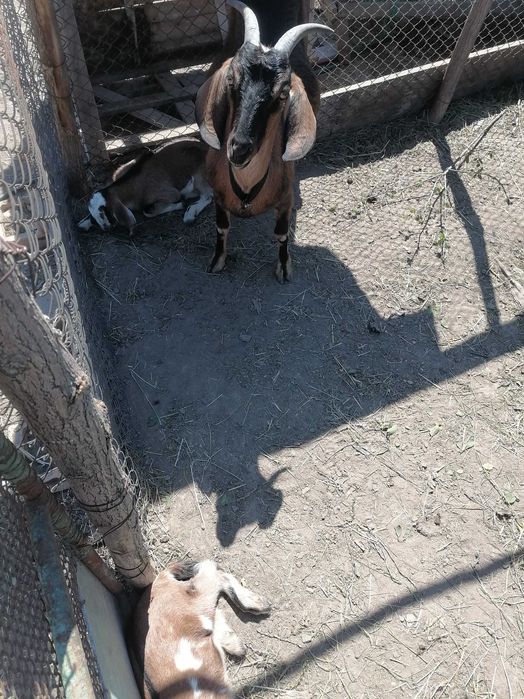 Vând capre Anglo-Nubian