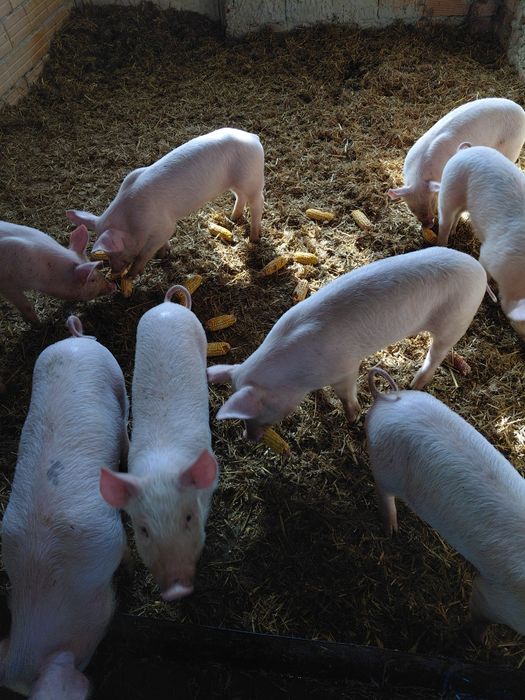 Продавам прасенца