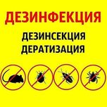 Дезинфекция клопов и тараканов уничтожение клопов dezinfeksiya klapa