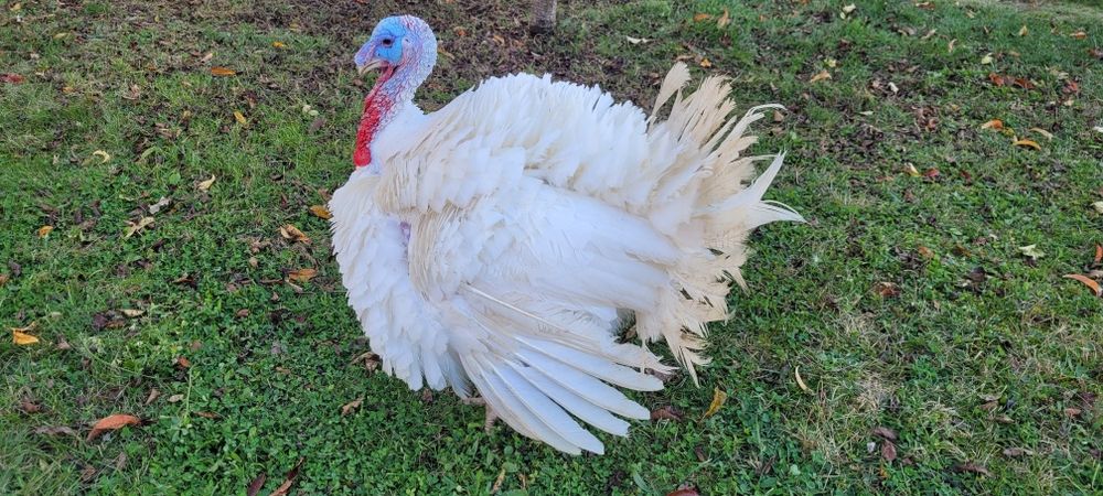 Vând curcani de carne