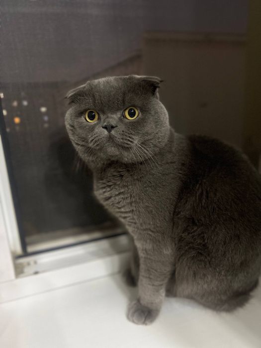 Вязка Угил бола шотландски серий фолдимиз кизларни мехмонга чакиради