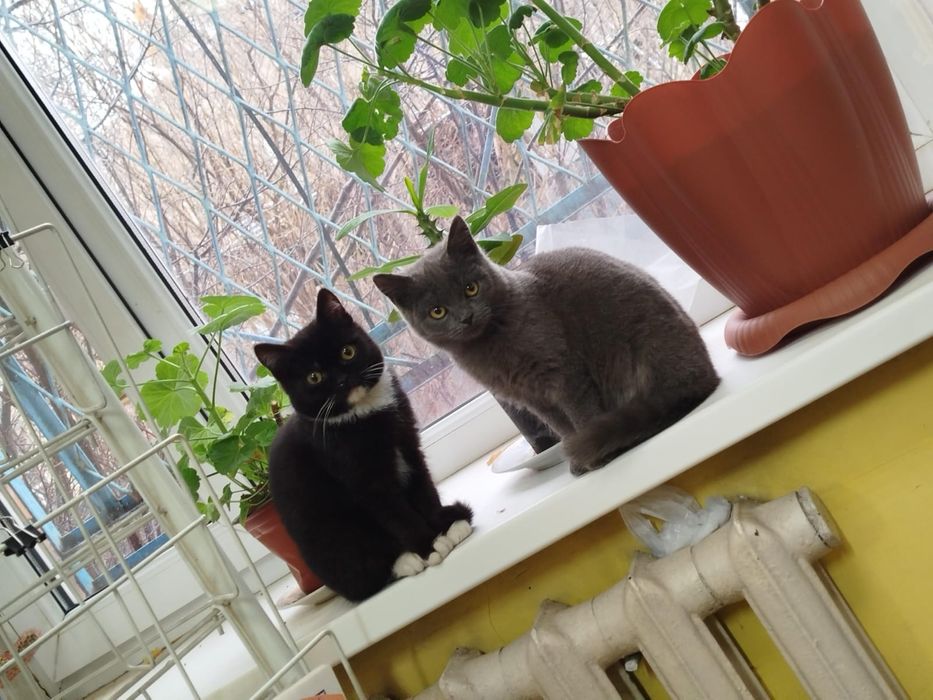 Подарим котят в добрые руки