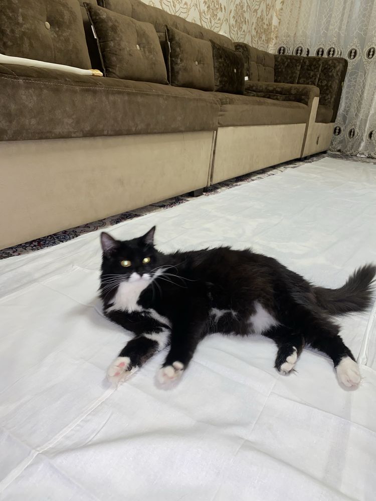 Продается кошка мушу сотилади